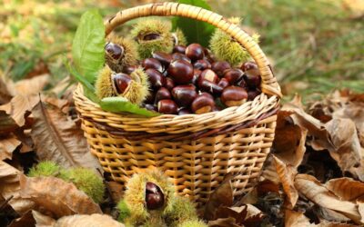 In giro per boschi a raccogliere le castagne!