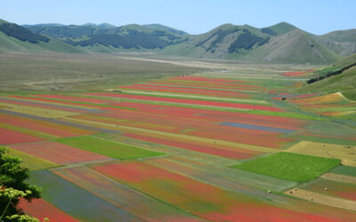 La fioritura a Castelluccio di Norcia